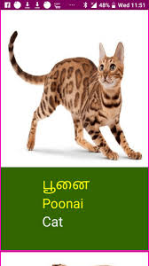 Adopted by my dear friend 6: Learn Tamil Wildlife And Body Parts For Android Apk Download