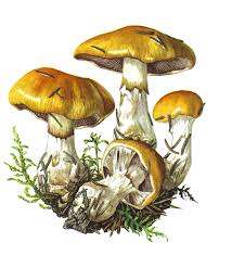Champignons Png Tubes Champignon Dessin Dessin Botanique Peinture Decorative