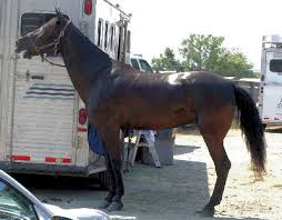 tennessee walking horse horse care and horse facts about