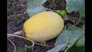 If you live in the southwest (or even other parts of the u.s.), you may have spotted something in the produce section called. Cactus Melon Spaghetti Squash What I Say About Food Youtube
