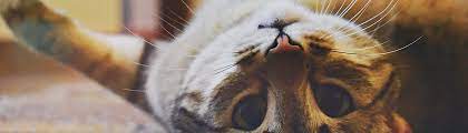 kedi kopek tuyu kist yapar mi dorukgiller