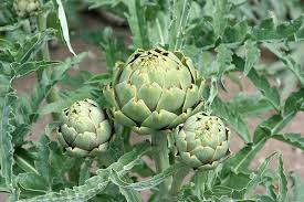 How do you buy an artichoke? How To Plant Grow Artichokes Artichoke Plant Care