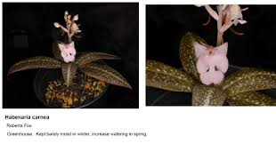 Image result for Habenaria walleri