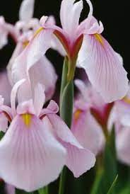How To Take Care Of Irises When The Flower Dies Iris Flowers Flower Care Iris Garden