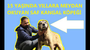 Dunyanin En Yasli Kangal Kopegi Youtube