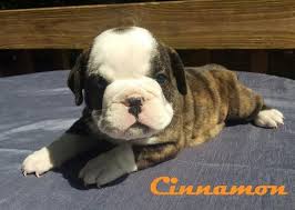 We have 2 gorgeous english bulldog pups for sale mum is our family pet dolce she is a lilac tri dad is bible john from evariobulls this boy is amazing £500 non refundable deposit secures him male pup is lilac tri £. Litter Of 6 Bulldog Puppies For Sale In Morganton Nc Adn 29459 On Puppyfinder Com Gender Female Age 6 Weeks Old Bulldog Puppies Puppies Bulldog