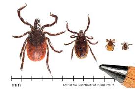 Ticks Carrying Lyme Disease Are Not A Major Threat In Southern California Yet San Gabriel Valley Tribune
