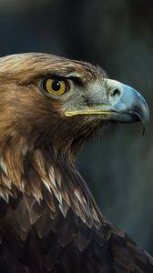 The great collection of eagles hd wallpaper for desktop, laptop and mobiles. Eagle Iphone 8 7 6s 6 For Parallax Wallpapers Hd Desktop Backgrounds 938x1668 Images And Pictures