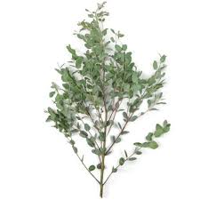 Image result for Eucalyptus
