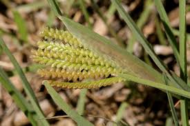 Image result for Chloris