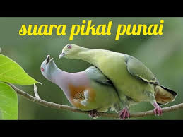 Bagi kamu yang memiliki burung peliharaan jenis punai jinak, maka ada beberapa jenis makanan yang bisa kamu pilih seperti jangkrik, belalang, udang, kerang, buah yang bisa dimakan ( contohnya apel, mangga dan beberapa jenis buah yang lainnya. Suara Burung Punai Terbukti Ampuh Buat Memanggil Saat Berburu By Tulus Rohmad