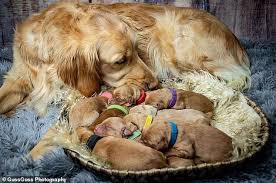4.6 out of 5 stars 129. Golden Retriever Who Went Viral With Maternity Shoot Gives Birth To 9 Puppies Bcnn1 Black Christian News Network