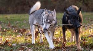Find a german shepherd puppy from reputable breeders near you in alaska. German Shepherd Vs Siberian Husky Breed Differences Similarities