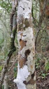 Image result for Ochna arborea