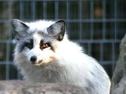 Enjoy the great up north when. Female Silver Foxes Pictures Of Silver Fox At Garlyn Zoo In Michigan S Upper Peninsula Fox Fox Pictures Zoo