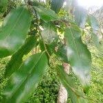 Image result for Diospyros abyssinica