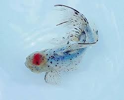Goldfish 17 Shubunkin Goldfish Goldfish Goldfish Breeding