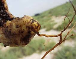 Image result for Cistanche