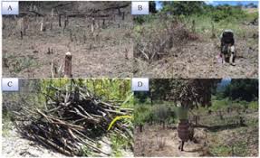 Image result for Inhambanella henriquesii