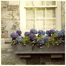 Window Box Window Box Flowers Window Boxes Window Box