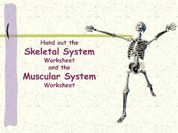 It helps protect the joints. Hand Out The Skeletal System Worksheet And The Muscular System Worksheet Ppt Download