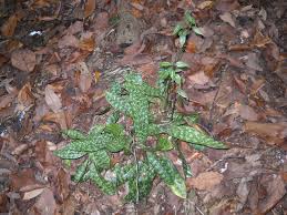 Image result for Oeceoclades maculata