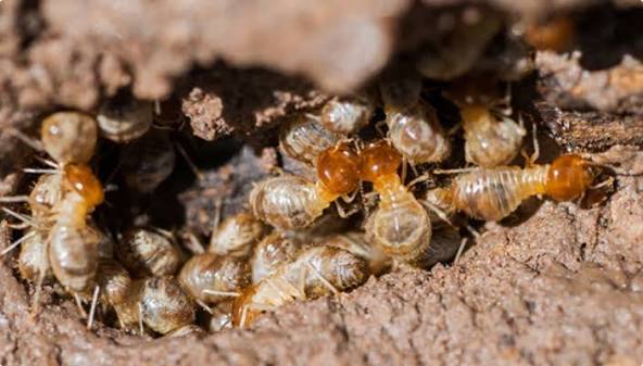 Types of Insect Nests Found Around Homes