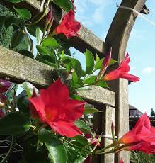 Image result for dipladenie hybrida rio obrázek