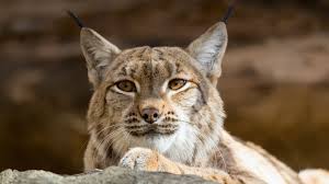 The word bobcat comes from the bobbed appearance of the cat's short, stubby tail. Lynx And Bobcat San Diego Zoo Animals Plants