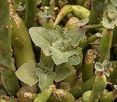 Image result for Senecio auriculatissimus