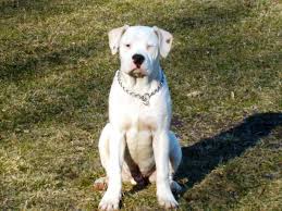 Casper is a 7 year old american bulldog with piercing blue eyes and a love of snuggling. Labk S Blue Eyes Bandit