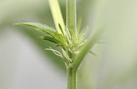 Check spelling or type a new query. How To Spot Male Female And Hermaphrodite Cannabis