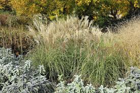 Chinaschilf miscanthus sinensis 'zebrinus' ist dem stachelschweingras miscanthus sinensis 'strictus' sehr ähnlich. Chinaschilf Im Botanischen Garten Gutersloh Zwerg Chinaschilf Adagio