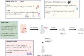 Image result for Group B Streptococcus Prophylaxis