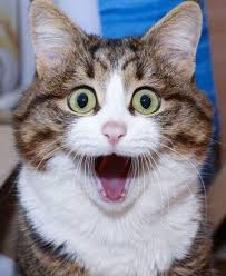 Top cats hashtags are widely discussed on instagram that helps you in grabbing the attention of your targeted audience as well as an increase in the number of professional people are keen to add cats instagram hashtags with their posts because they want to grow an organic following on instagram. National Selfie Day 5 Sassy Classy Cat Selfies On Instagram To Celebrate Pictures Cattime Cute Baby Animals Cute Cats Cats