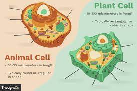 9th Grade Biology Chapter 7 Test Review Diagram Quizlet