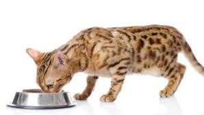 Bengal Yavru Kedi Beslemek Icin Ne 20 Fotograf Bir Kediye Bir Kediye Sut Ve Diger Dogal Urunler Vermek Mumkun Mu Guc Kurallari