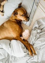 Removed from their shells, pistachios can be okay for dogs, but are not recommended. Can Dogs Have Pistachios Better Options Can Dogs Eat Bananas