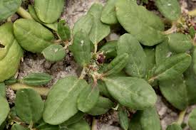 Image result for Zaleya