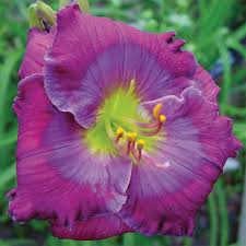 We did not find results for: Daylily Lavender Blue Baby Daylilies A Z Roots Rhizomes