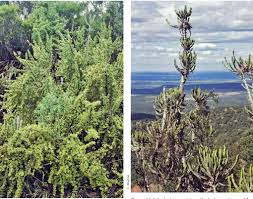 Image result for Eriosema flexuosum