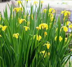 Image result for Iris pseudacorus