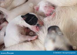 Close-up of Puppy with Mother Dog at Home. Dog Breastfeeding Puppies Stock  Image - Image of domestic, milk: 230848693