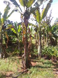 Little prince banana plant fruit. Banana Without Suckers Daughter Plants