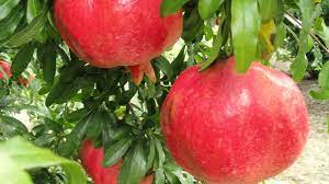Check spelling or type a new query. Scientists Look To Build A Better Pomegranate Growing Produce