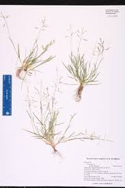 Image result for Poa binata