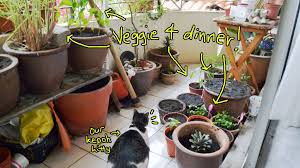 Yes, floweraura now offers you express delivery of green plants in all. 7 Veggies You Can Grow On The Balcony In Malaysia