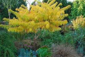 Schnell Wachsende Baume Und Straucher Die Besten Arten Schnell Wachsende Baume Straucher Garten Straucher Pflanzen