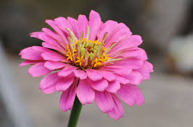 Image result for Zinnia elegans