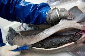 Traditionally, the term caviar refers only to roe from wild sturgeon in the caspian sea and black sea (beluga, ossetra and sevruga caviars). Growing Sturgeon And The Waiting Game Aquaculture North America